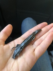 Plestiodon inexpectatus