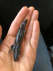 Plestiodon inexpectatus