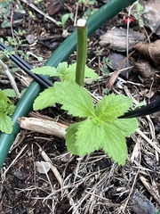 Stachytarpheta cayennensis