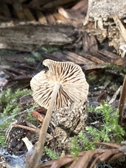 Collybiopsis villosipes