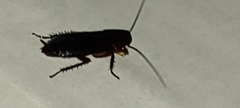 Eurycotis floridana