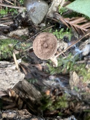 Collybiopsis villosipes