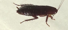 Eurycotis floridana