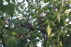 Eudynamys orientalis