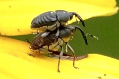 Odontocorynus umbellae