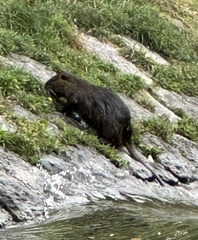 Myocastor coypus