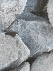 Cinclodes nigrofumosus