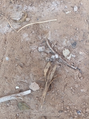 Dasymutilla gloriosa