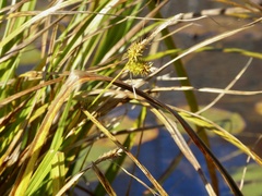 Carex pseudocyperus