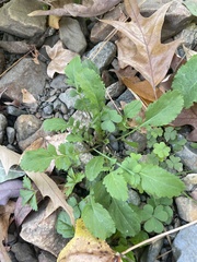 Rorippa sessiliflora