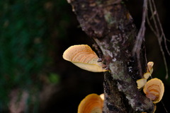 Stereum versicolor