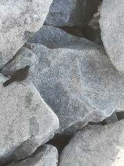 Cinclodes nigrofumosus