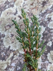 Juniperus communis depressa