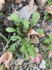 Rorippa sessiliflora