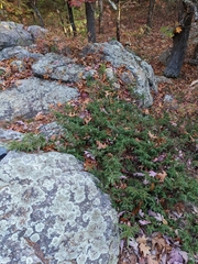 Juniperus communis depressa