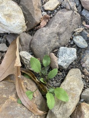 Rorippa sessiliflora