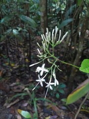 Pavetta australiensis