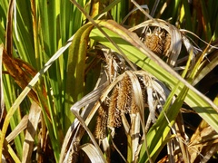 Carex pseudocyperus