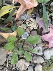 Rorippa sessiliflora