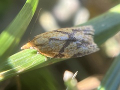 Cenopis reticulatana