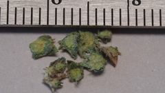 Atriplex serenana serenana