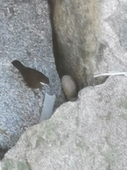 Cinclodes nigrofumosus