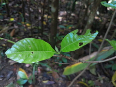 Pavetta australiensis