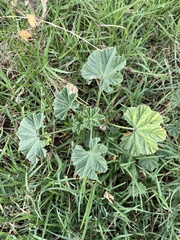 Malva