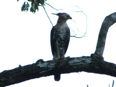 Spizaetus ornatus