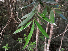 Podocarpus smithii