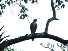 Spizaetus ornatus