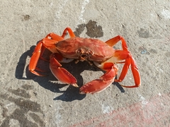 Platymera gaudichaudii