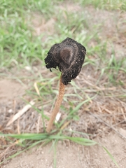 Montagnea arenaria