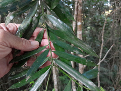 Podocarpus smithii