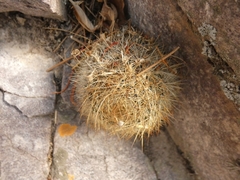 Aylostera fiebrigii