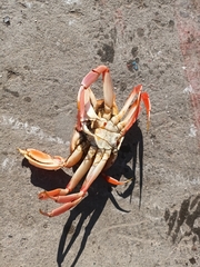 Platymera gaudichaudii