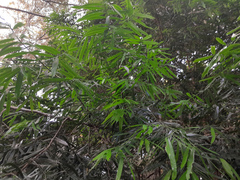 Podocarpus smithii