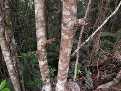 Podocarpus smithii