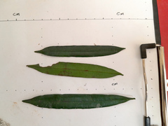 Podocarpus smithii