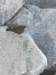 Cinclodes nigrofumosus