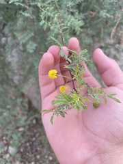 Vachellia vernicosa