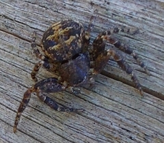 Bassaniana