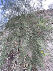 Vachellia vernicosa