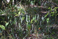 Spiranthes odorata