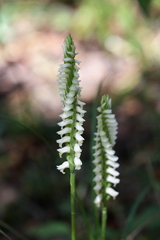 Spiranthes odorata
