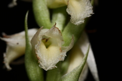 Spiranthes odorata