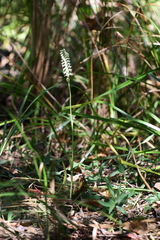 Spiranthes odorata