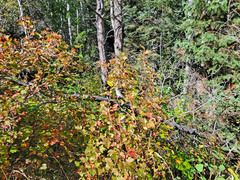 Physocarpus malvaceus