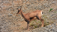 Rupicapra pyrenaica