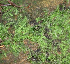 Geocalyx graveolens